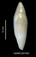 Image of Marginella Lamarck 1799