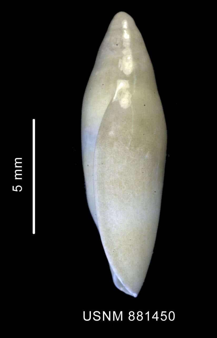 Image of Marginella Lamarck 1799