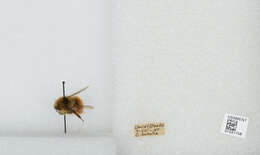 Image de Bombus sylvicola Kirby 1837