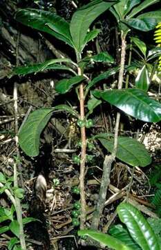 Image of Maui Pilo Kea