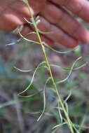 Image de Liatris elegantula (E. Greene) Schumann