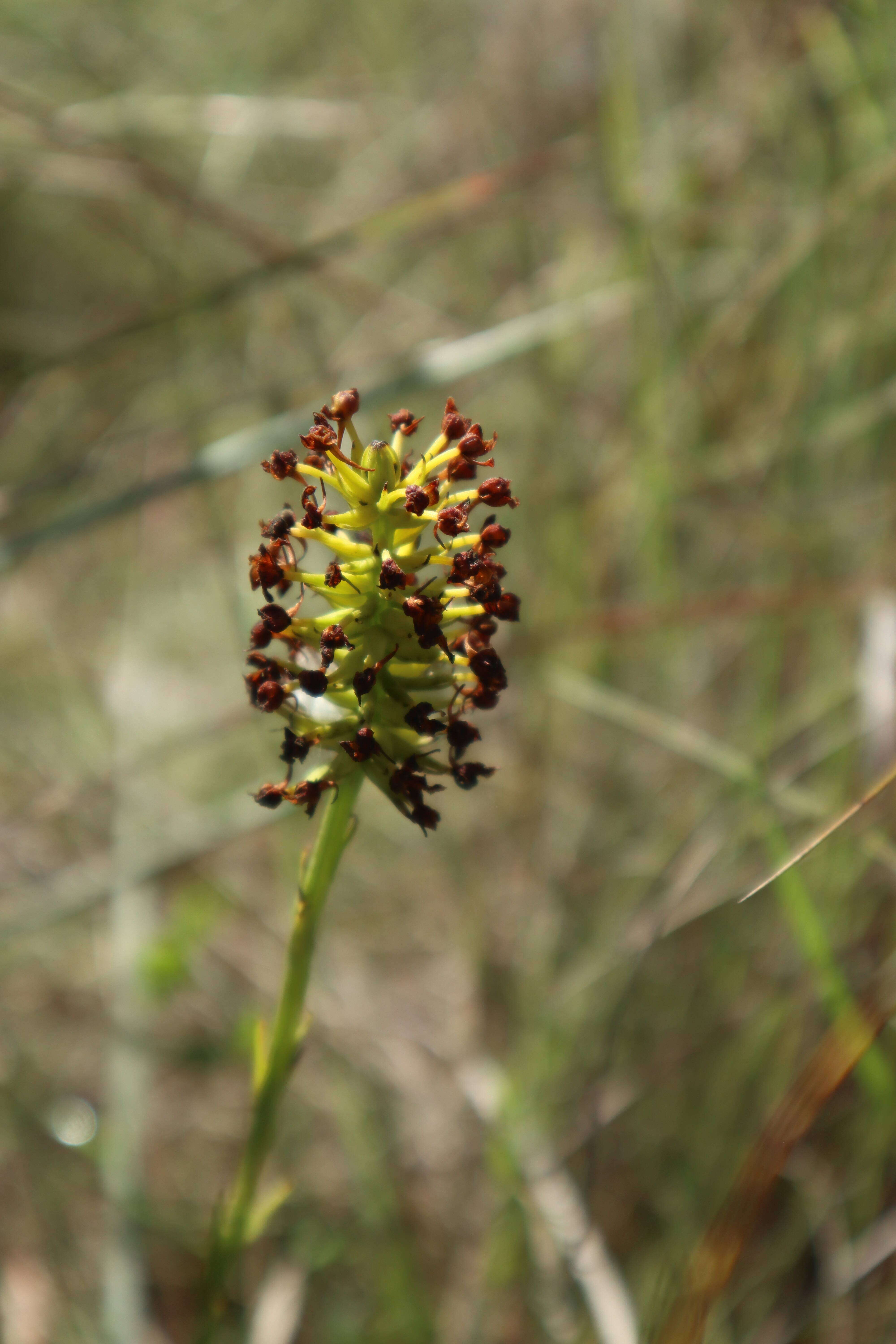 Image of Yellow fringeless orchid