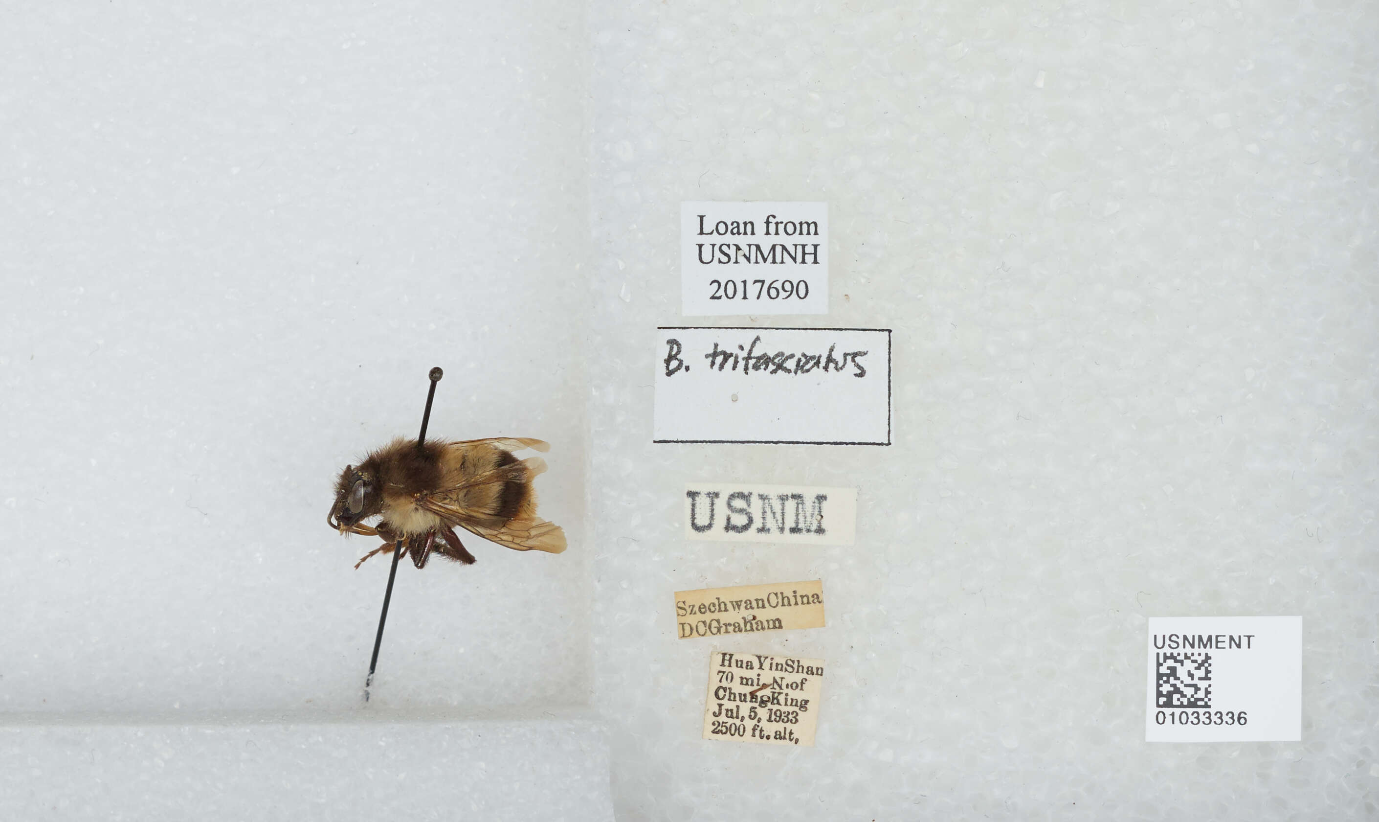 Image of Bombus trifasciatus Smith 1852