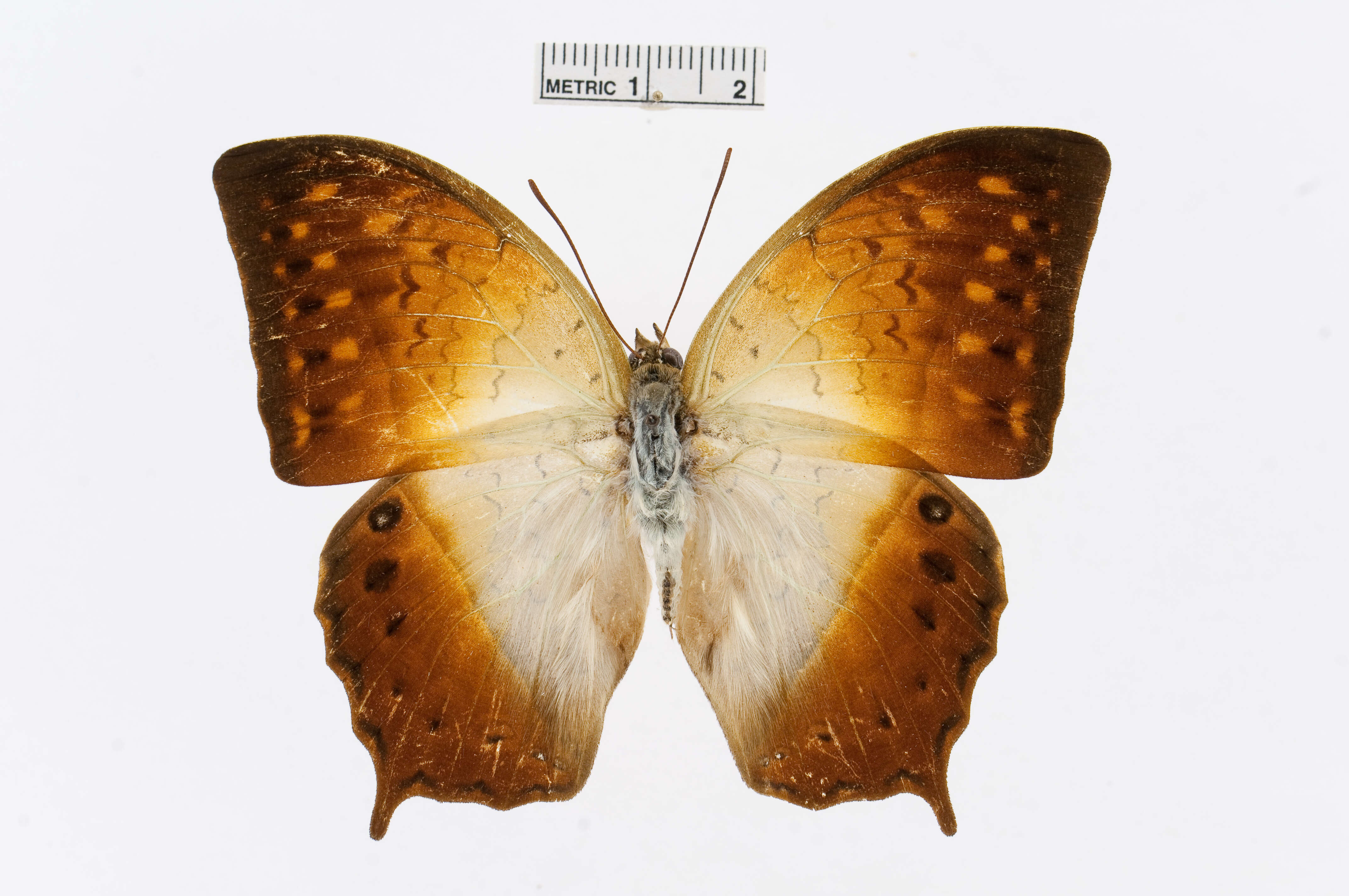 Charaxes fulvescens (Aurivillius 1891)的圖片