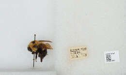 صورة Bombus bimaculatus Cresson 1864