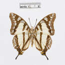 Image of Charaxes zoolina Westwood (1850)