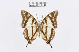 Image of Charaxes zoolina Westwood (1850)