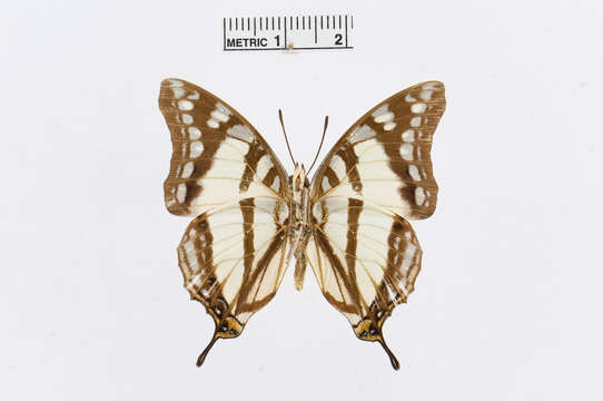 Imagem de Charaxes zoolina Westwood (1850)