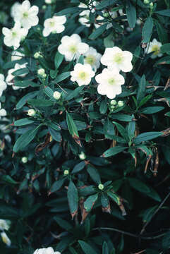 Image of tree anemone