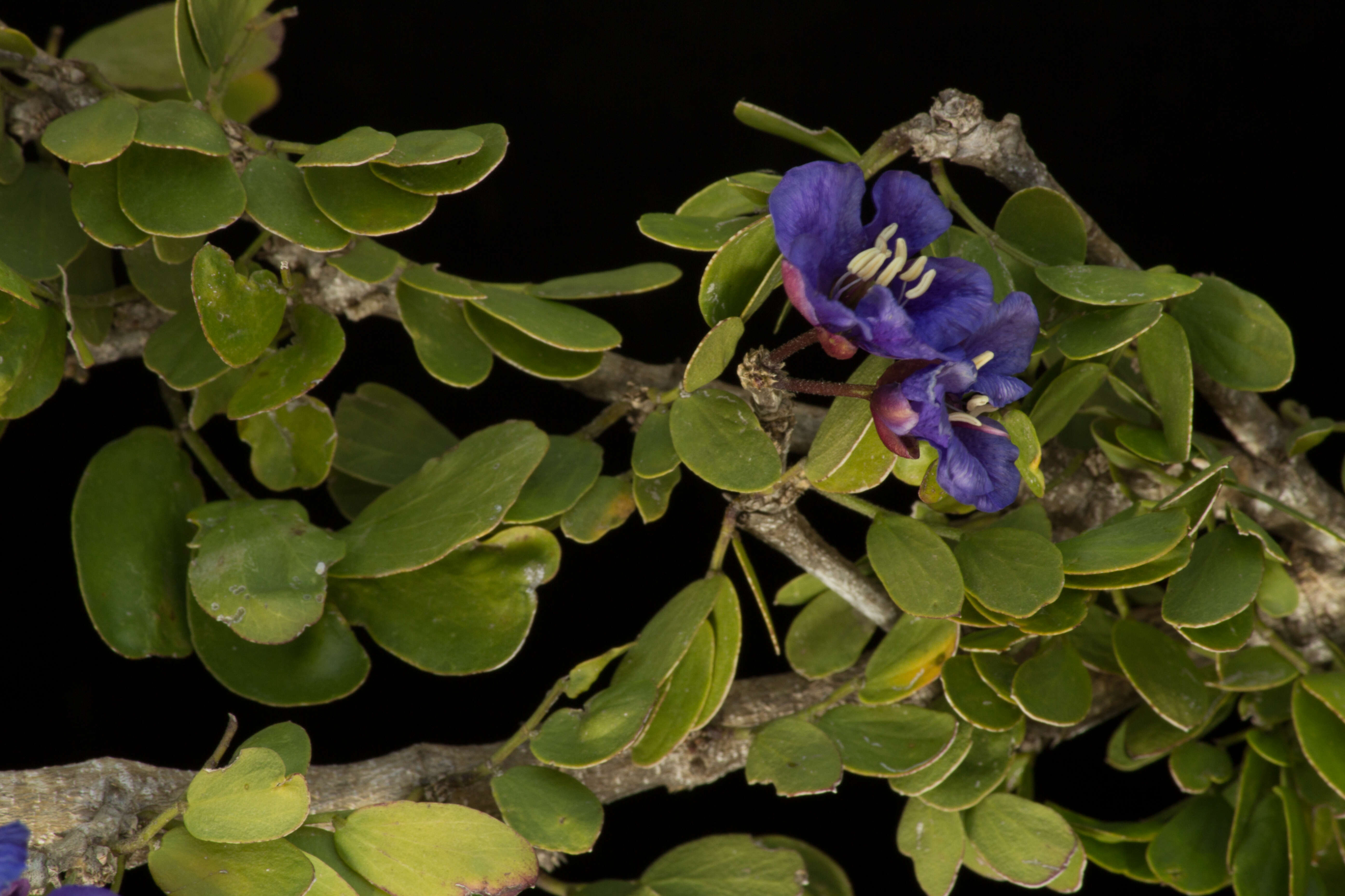 Image de Guaiacum coulteri A. Gray