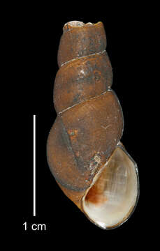 Image of Juga plicifera (I. Lea 1838)