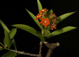 Image of Bonellia macrocarpa subsp. pungens (A. Gray) B. Ståhl & Källersjö