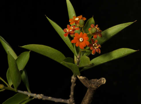 Image of Bonellia macrocarpa subsp. pungens (A. Gray) B. Ståhl & Källersjö