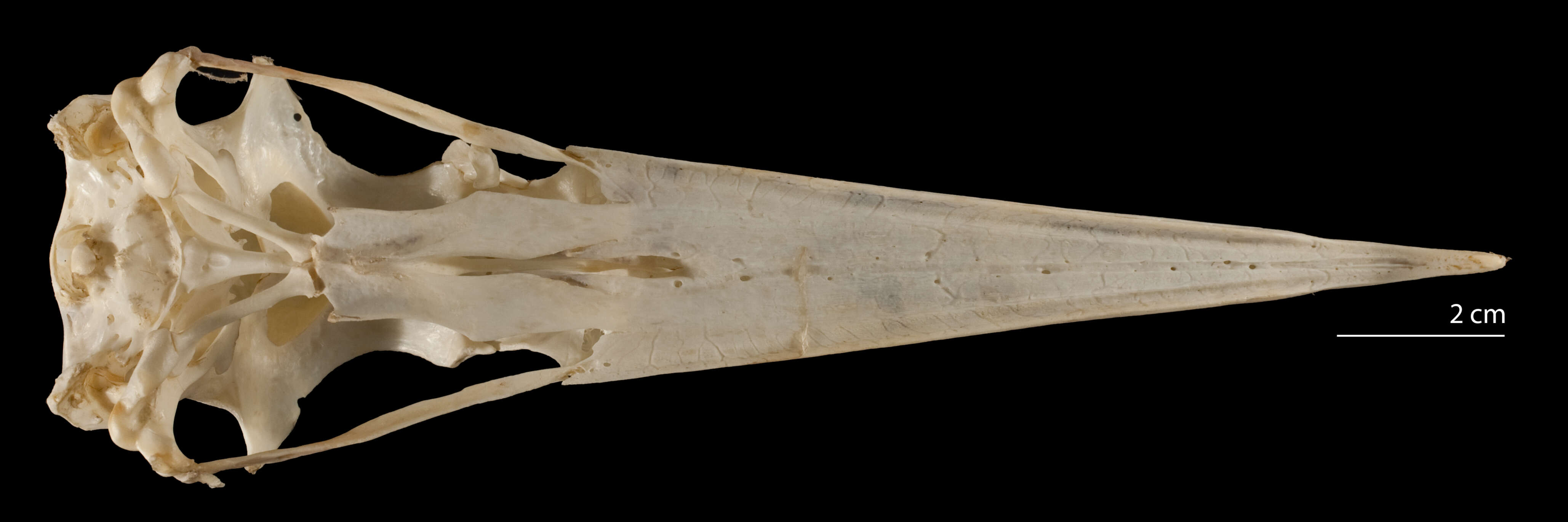 Plancia ëd Fregatidae