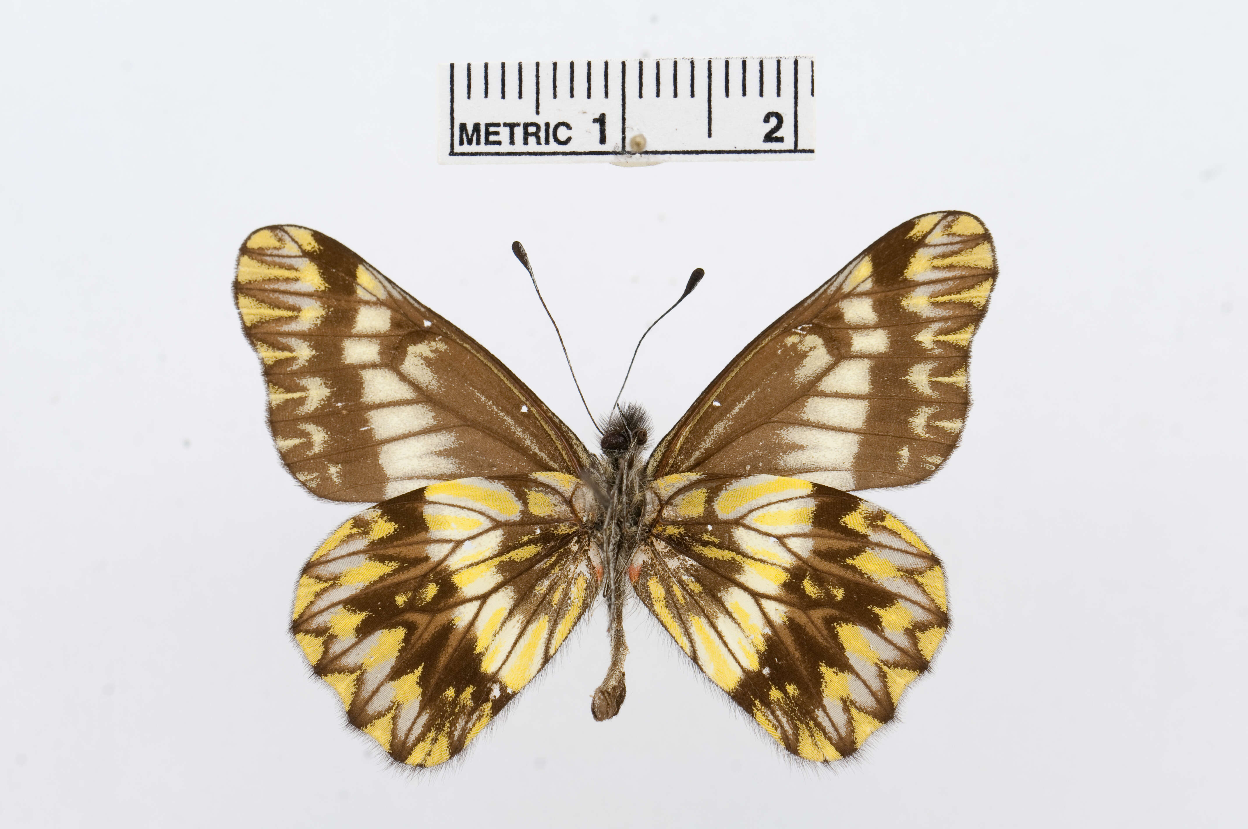 Image of Catasticta sinapina Butler 1896