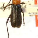 Image of Batyle punctipennis Casey 1912