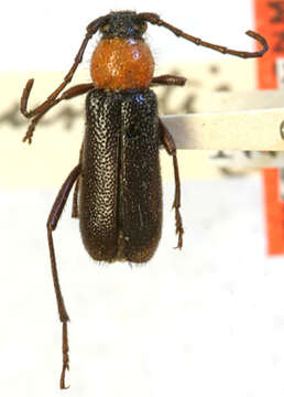 Image of Batyle punctipennis Casey 1912