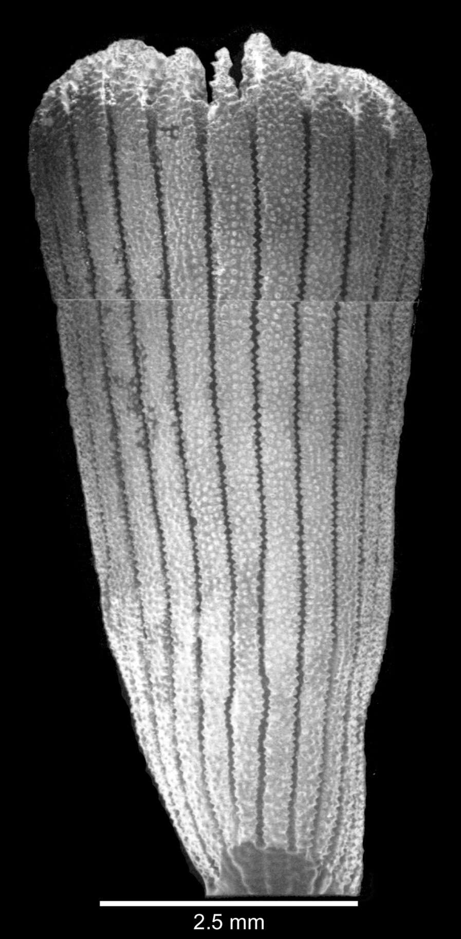 Image of Endocyathopora laticostata Cairns 1989