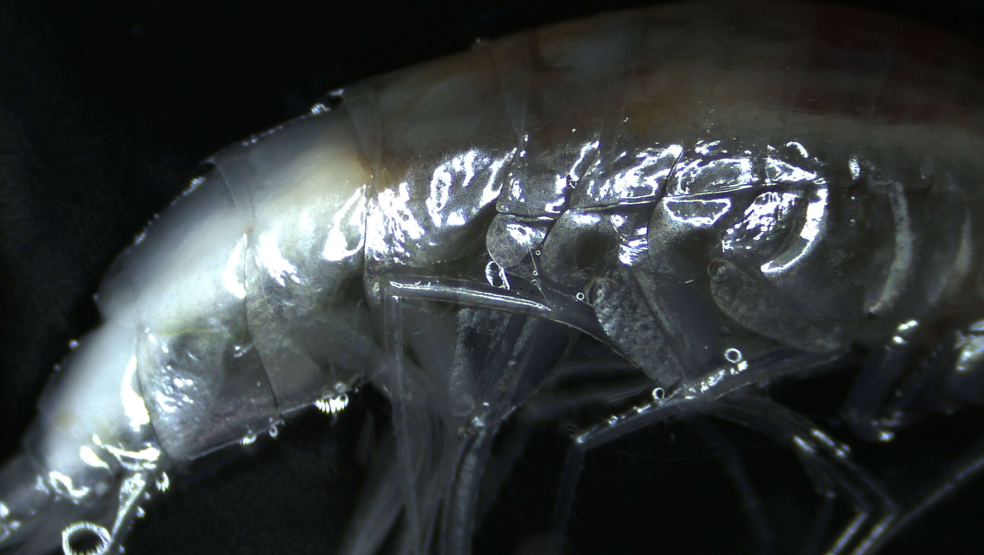 Image of Amphipoda