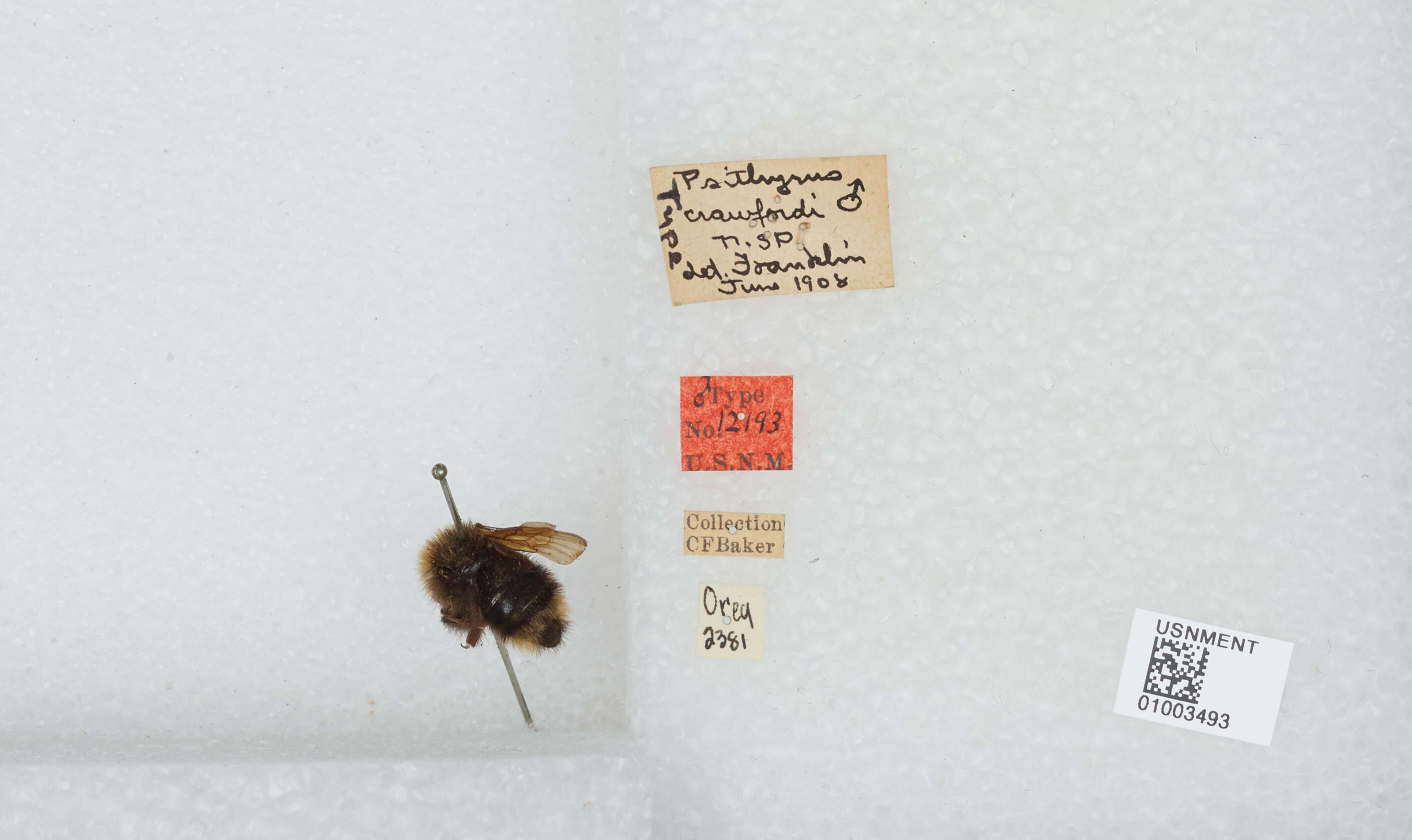 Image de Bombus insularis (Smith 1861)