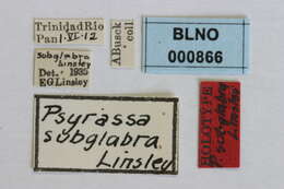 Слика од Psyrassa subglabra Linsley 1935