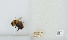 صورة Bombus bimaculatus Cresson 1864