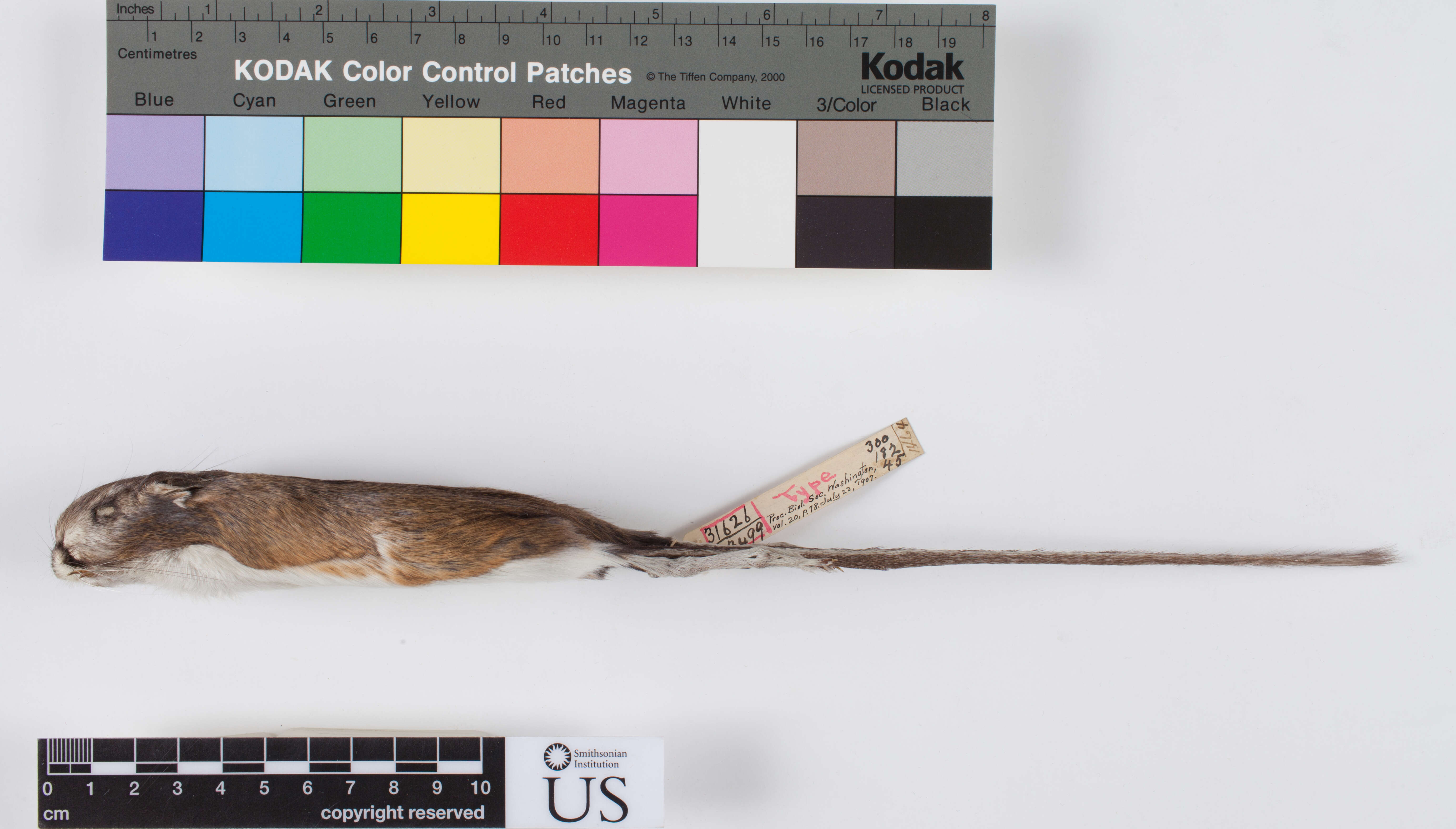 Image of Morro Bay kangaroo rat