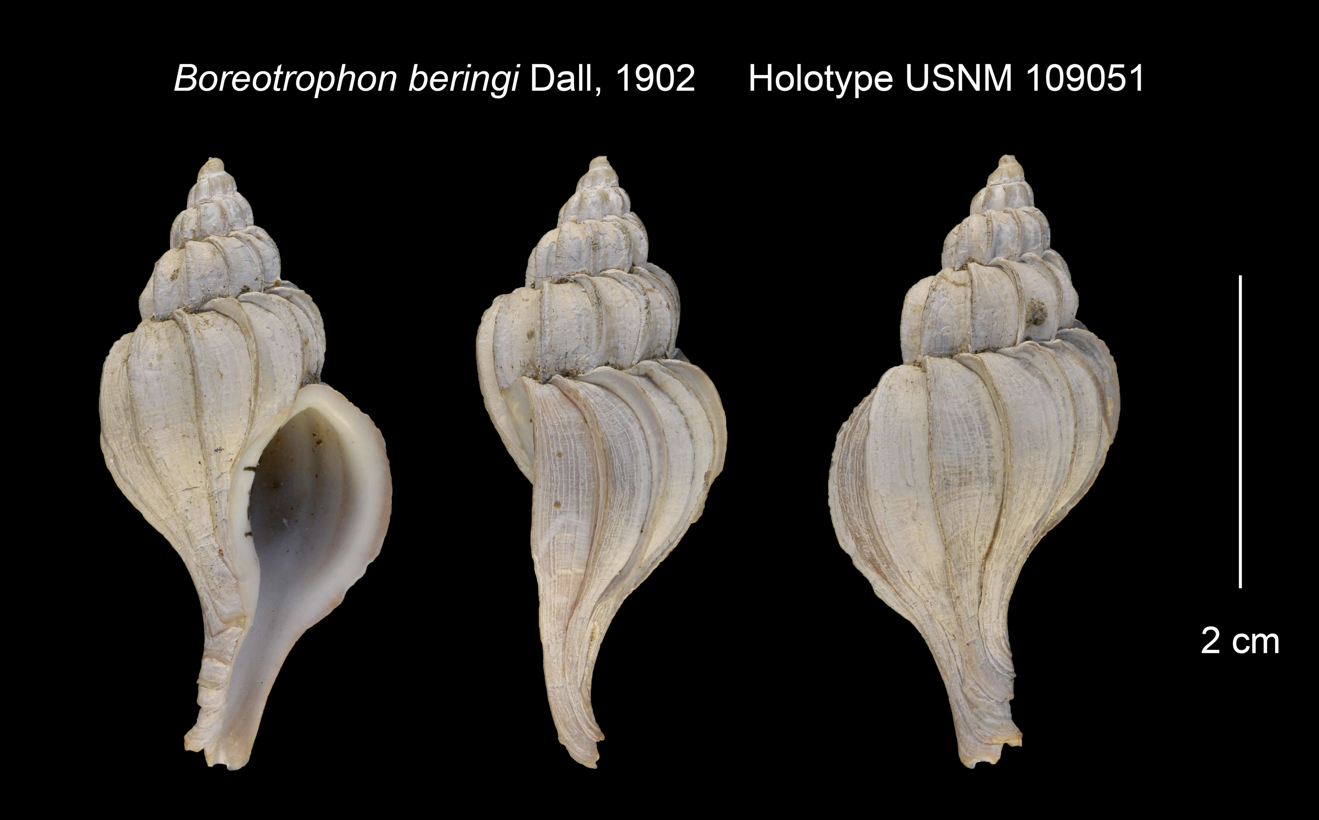 صورة Boreotrophon clathratus (Linnaeus 1767)