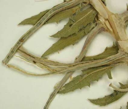 Image of California evening primrose