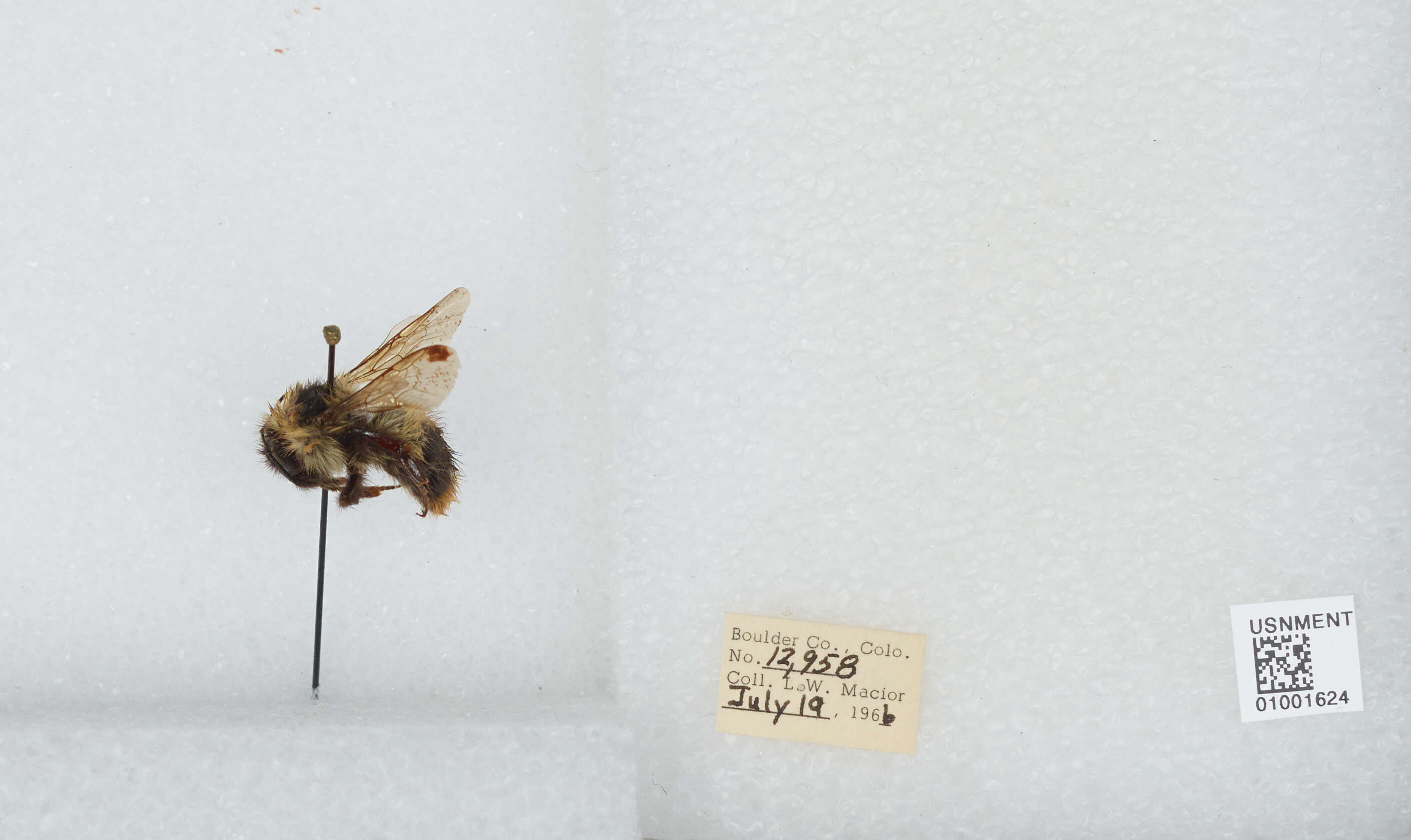 Image de Bombus balteatus Dahlbom 1832