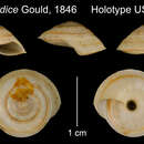 Image of Helix eurydice Gould