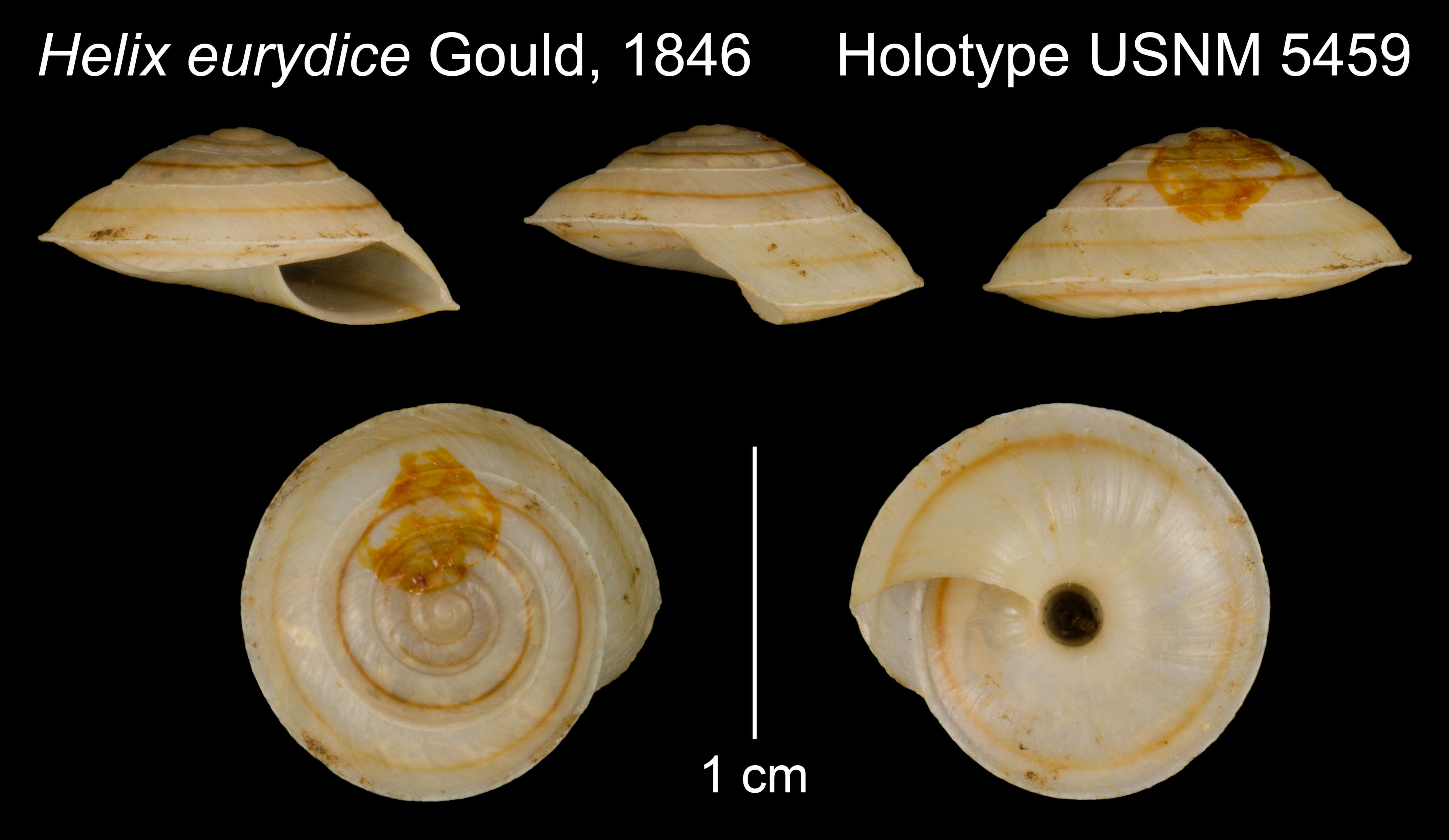 Image of Helix eurydice Gould