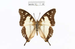 Image of Charaxes zoolina Westwood (1850)