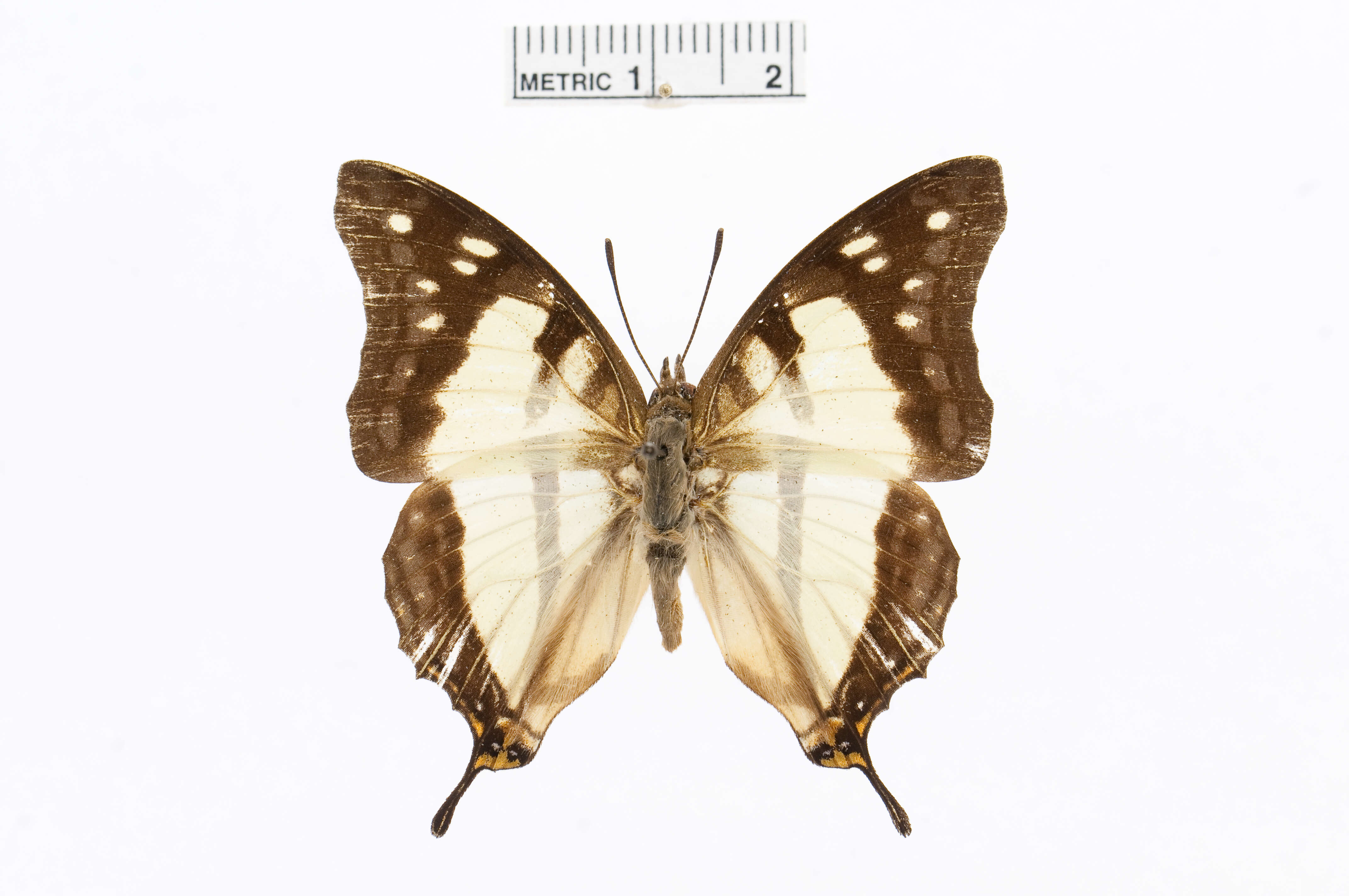 Image of Charaxes zoolina Westwood (1850)