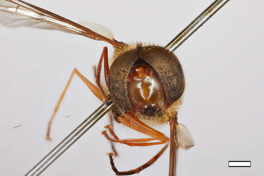 Image of Syrphus dalhousiae Ghorpade 1994