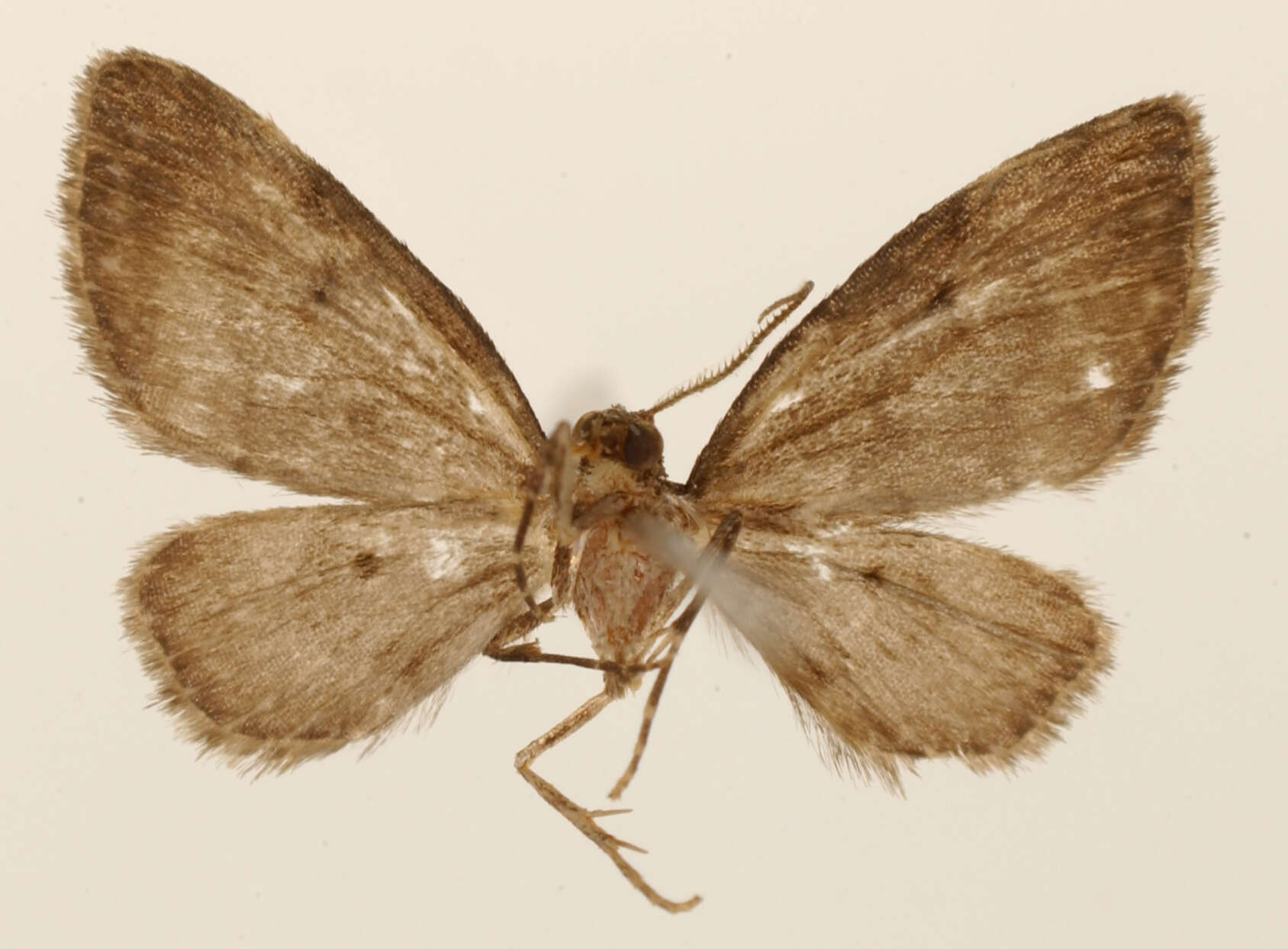 Image of Eupithecia petrohue Rindge 1987