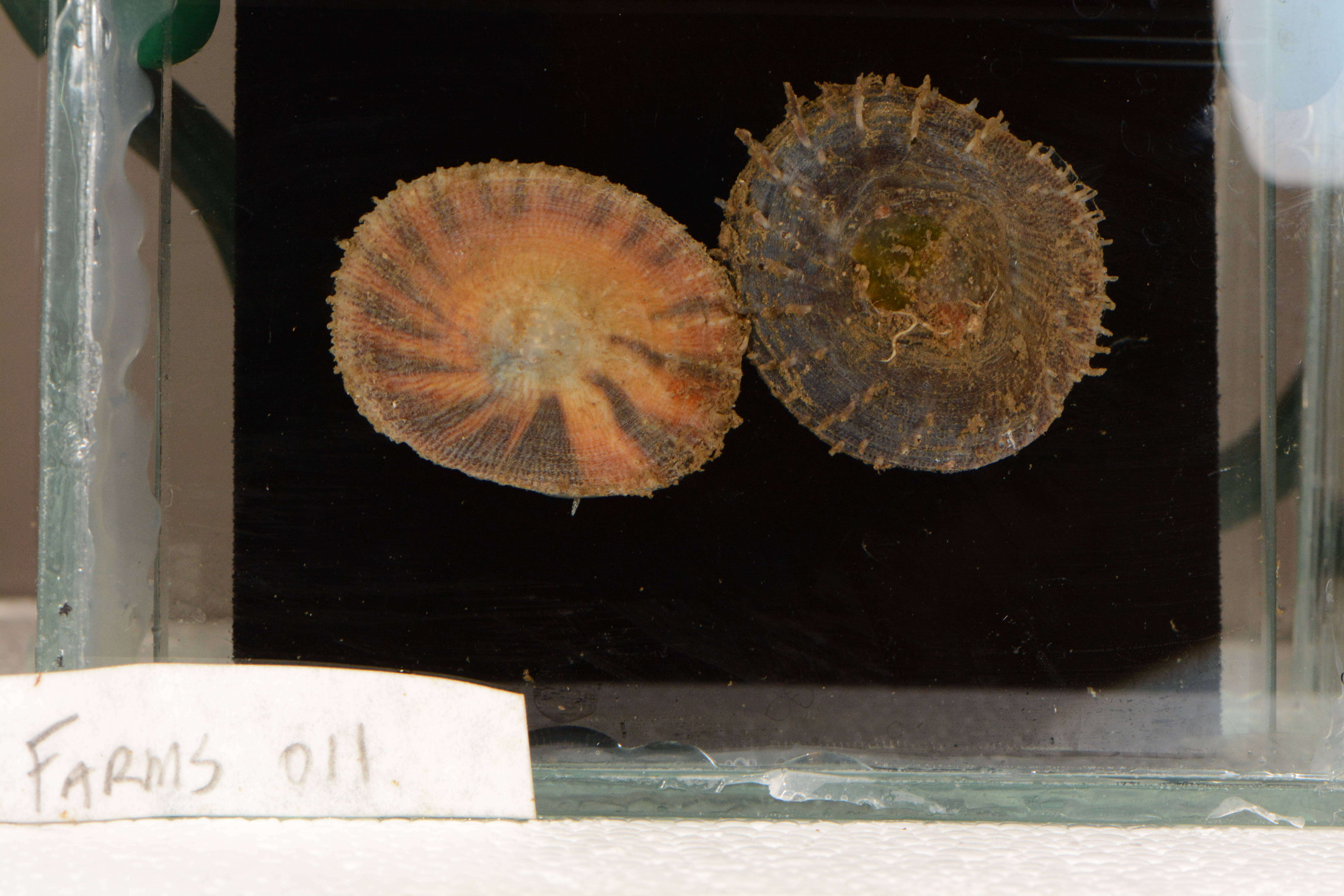 Image of Spiny cup and saucer shell