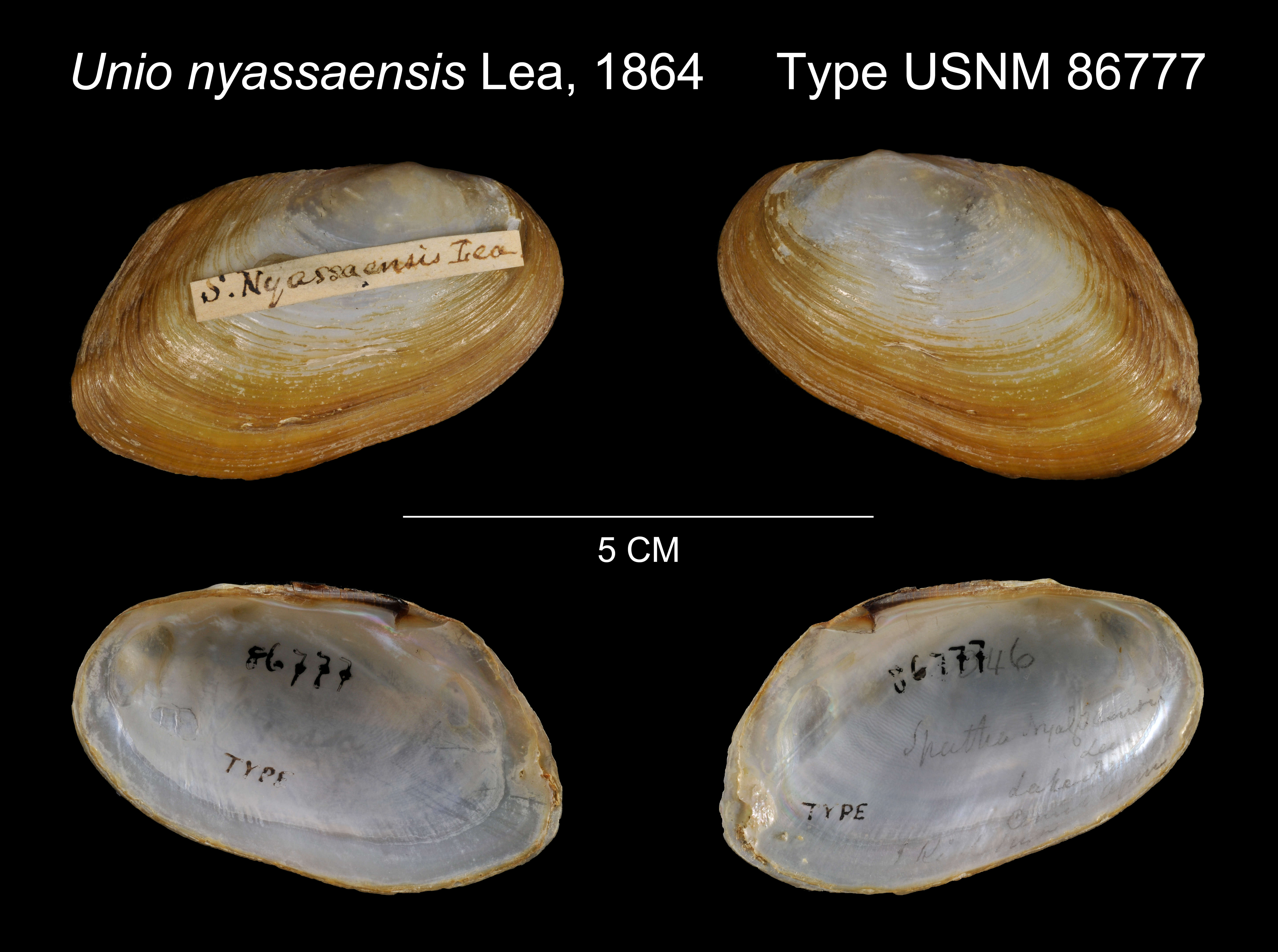 Image of Unio nyassaensis Lea