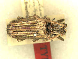 Image of Emphreus lineatipennis Breuning 1950