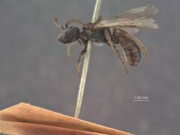 Image of Halictus