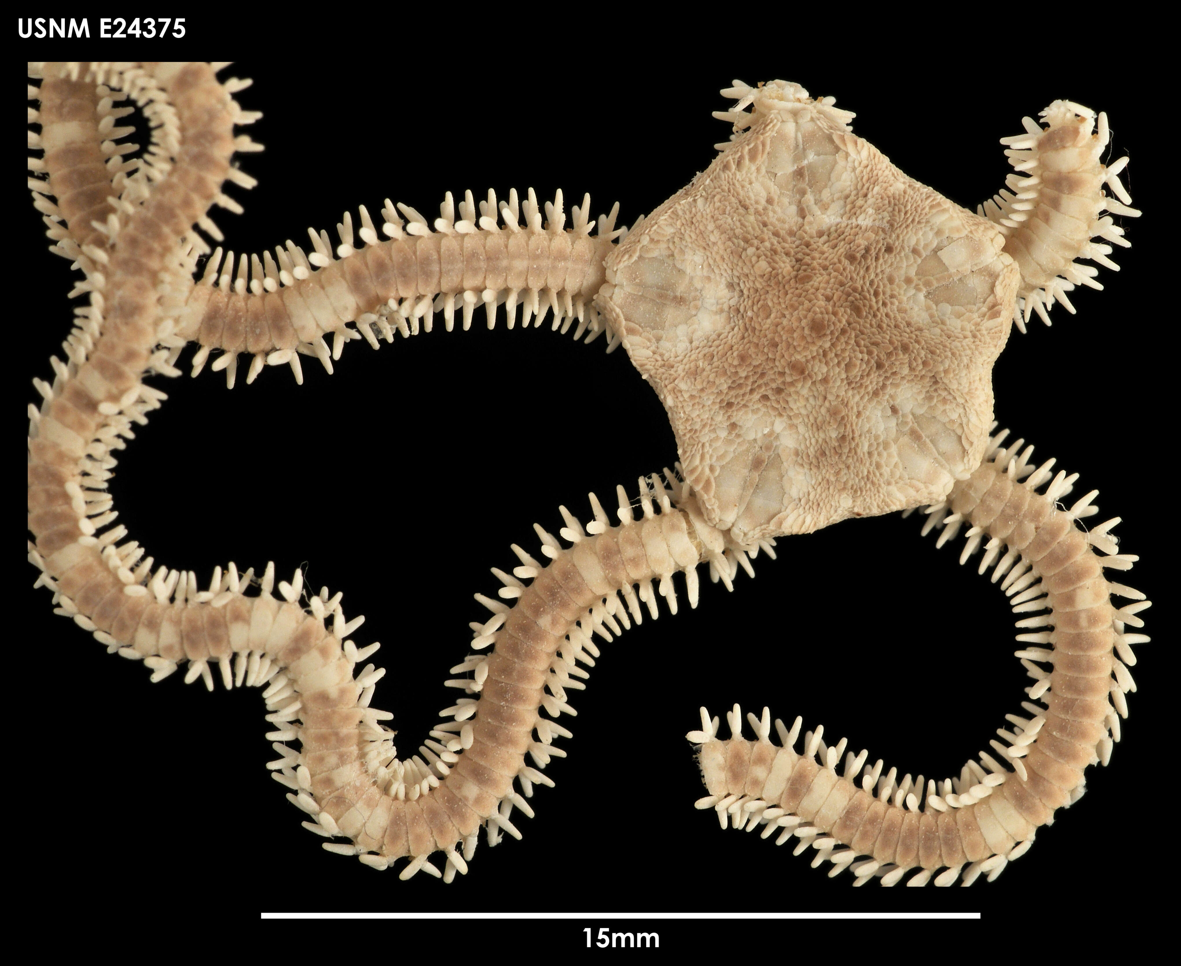 Image de Ophiophragmus Lyman 1865