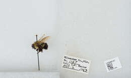 Слика од Bombus affinis Cresson 1864