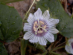 Image of Passiflora foetida var. foetida