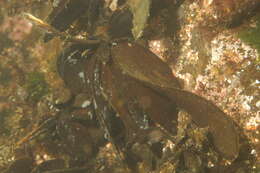 Image of Phaeophyceae