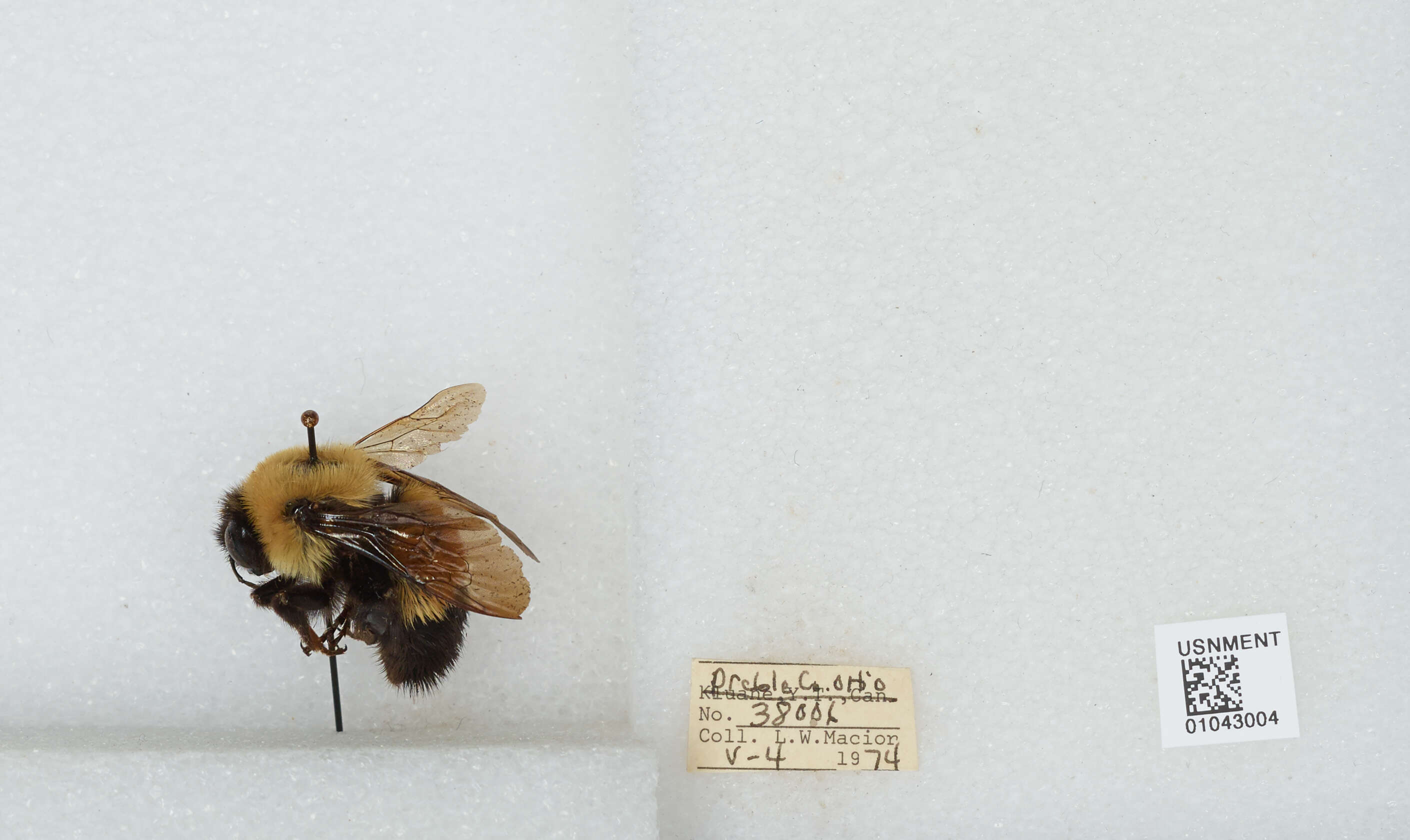 Слика од Bombus affinis Cresson 1864