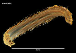 Image of Tube Building Worm