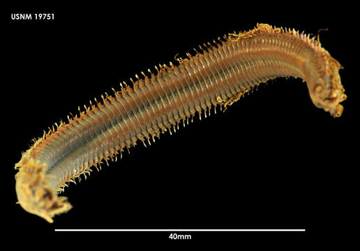 Image of Hyalinoecia tubicola (O. F. Müller 1776)