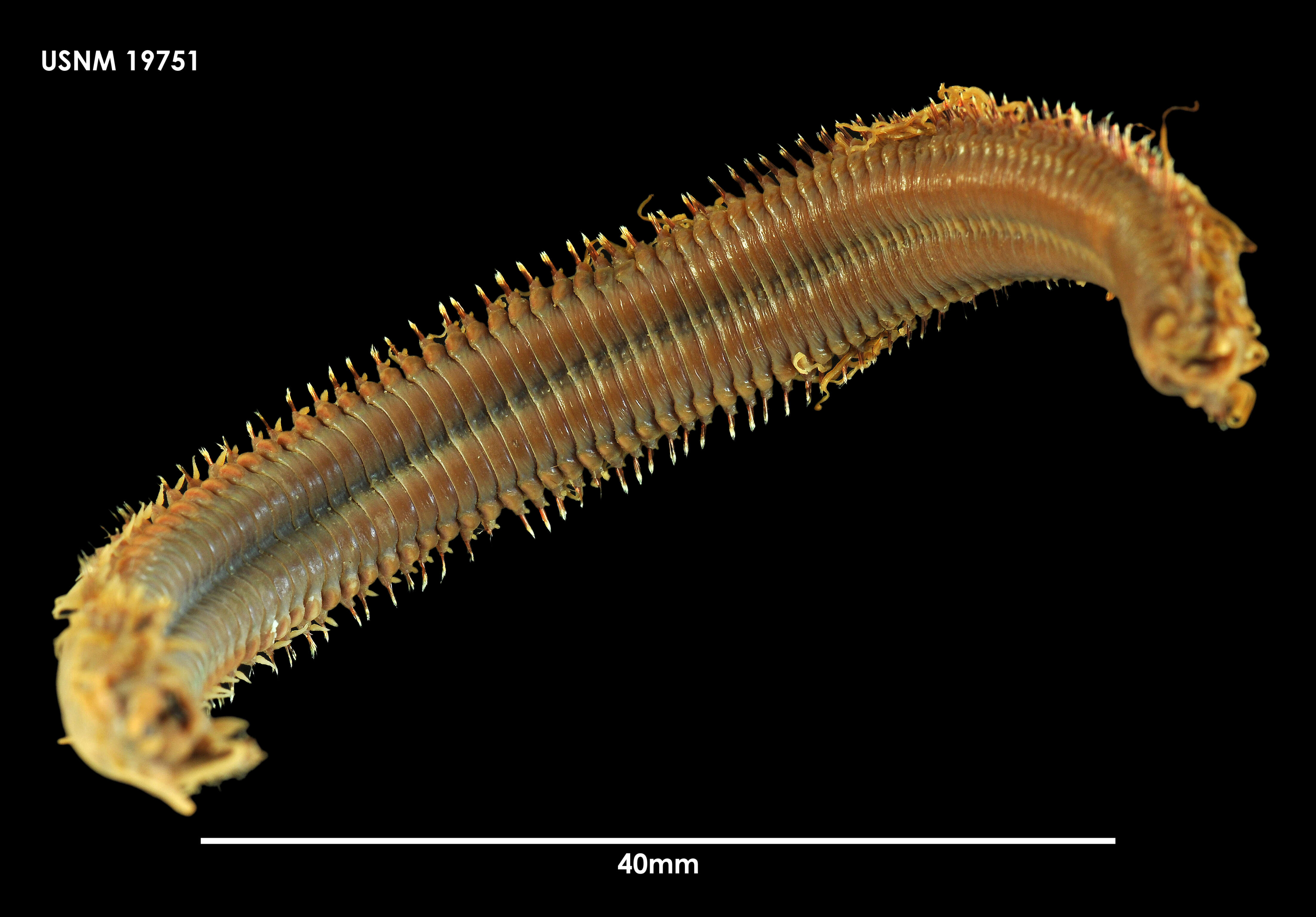 Image of Tube Building Worm