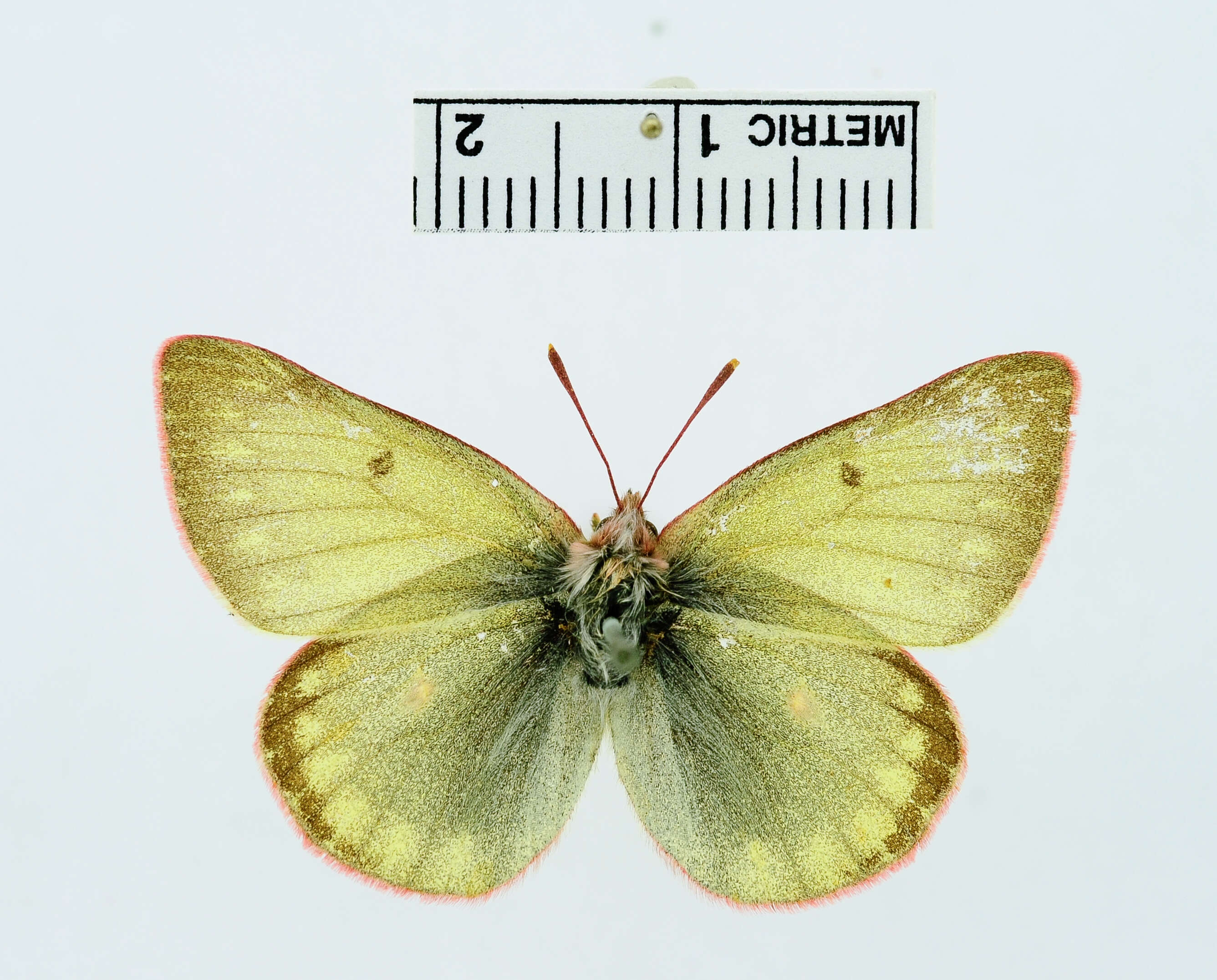 Image of Labrador Sulphur