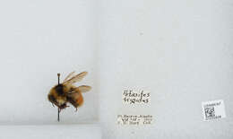 Image de Bombus sylvicola Kirby 1837